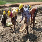 Labourers